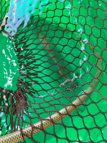 ヤリイカの釣果