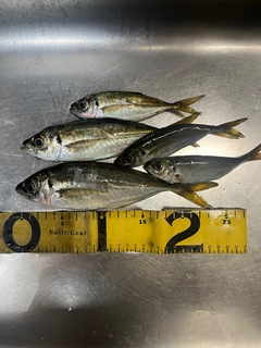 アジの釣果