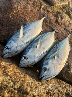 スマガツオの釣果