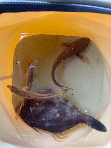 カワハギの釣果