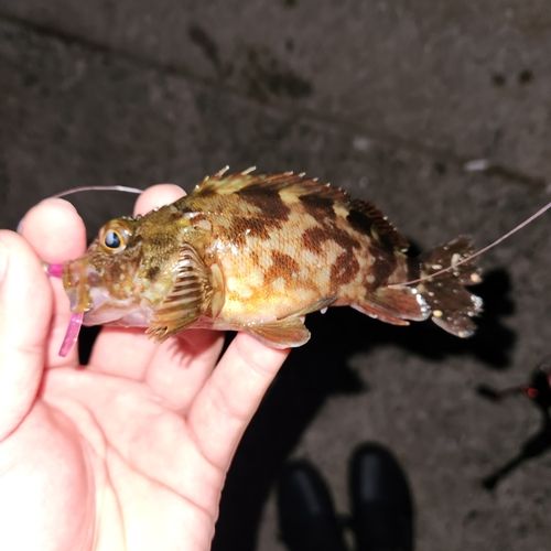 常滑りんくう釣り護岸