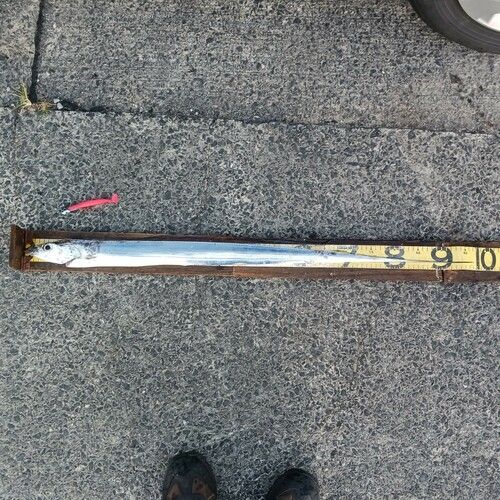 タチウオの釣果