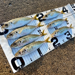 アジの釣果