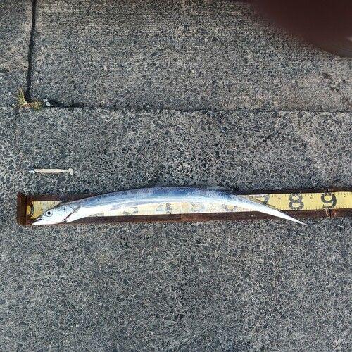 タチウオの釣果