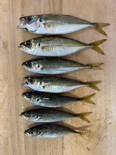 アジの釣果