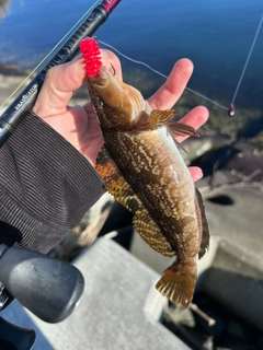 アイナメの釣果
