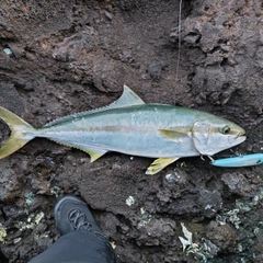 ヒラマサの釣果