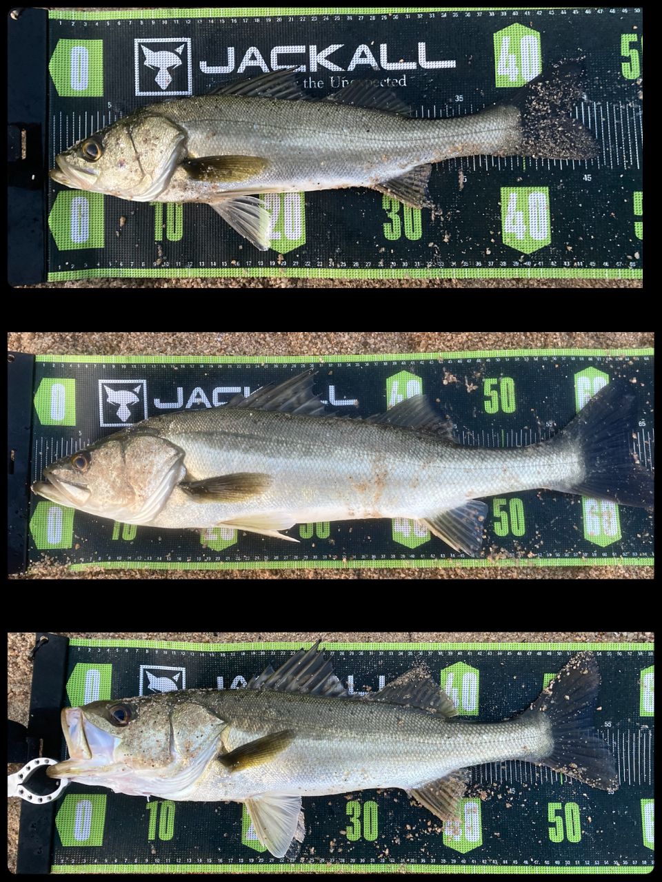 SHIMANO 19スフェロス SW 3000XGの最安値・インプレ・釣果 | 本音の