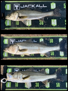 シーバスの釣果