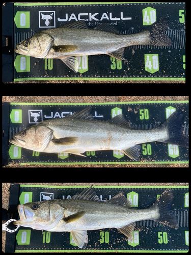 シーバスの釣果