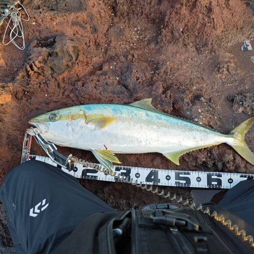 ヒラマサの釣果