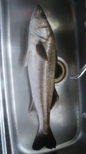 釜谷浜海水浴場