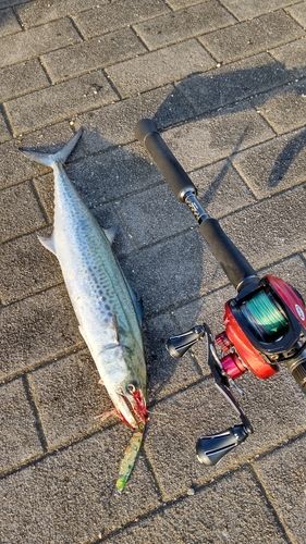 サゴシの釣果