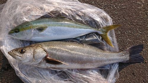 三陸海岸（青森）