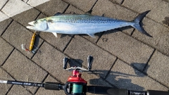 サゴシの釣果