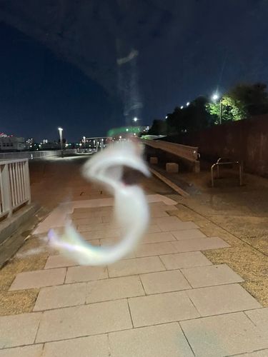 カタクチイワシの釣果