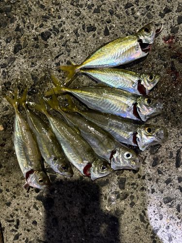 アジの釣果