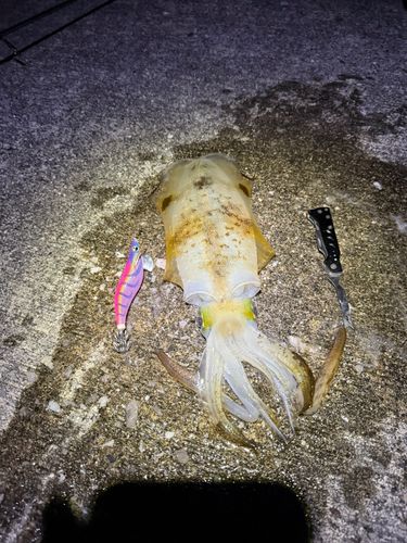 アオリイカの釣果