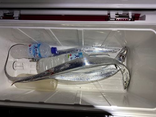 タチウオの釣果