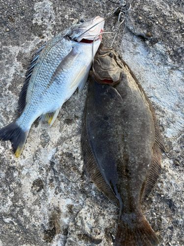 ヒラメの釣果