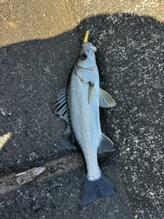 セイゴ（マルスズキ）の釣果