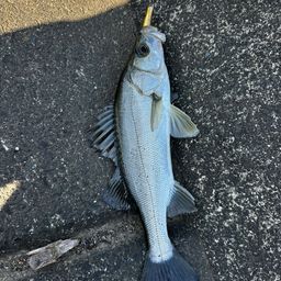 セイゴ（マルスズキ）