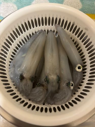 マメイカの釣果