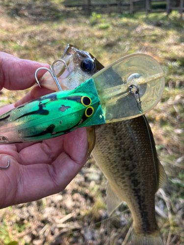 ラージマウスバスの釣果