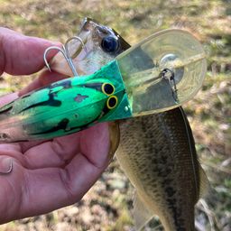 ラージマウスバス