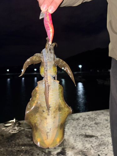 イカの釣果