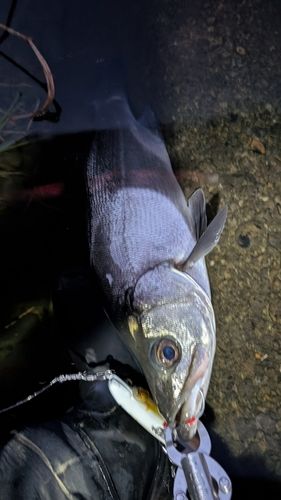 ヒラスズキの釣果