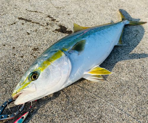 三陸海岸（宮城）