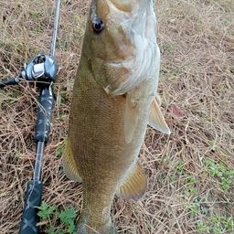 スモールマウスバス