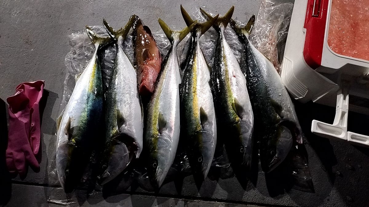 ジャックパパさんの釣果 2枚目の画像