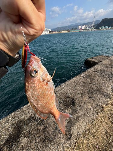 チャリコの釣果
