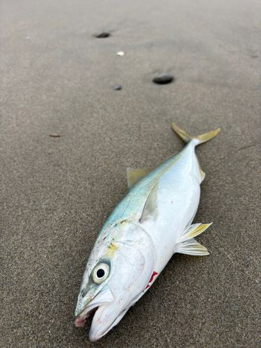 イナダの釣果
