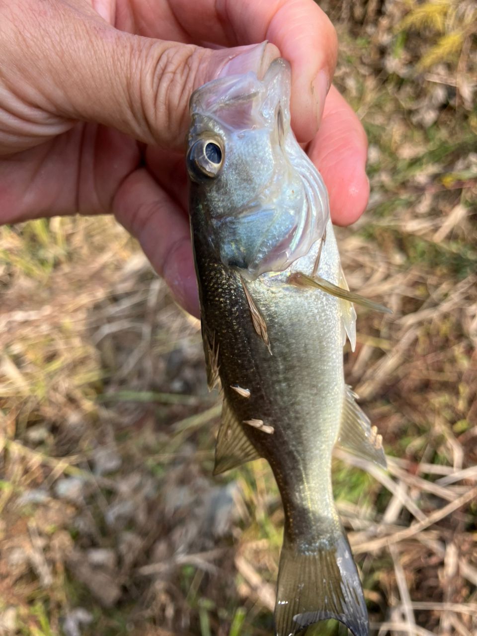 ラージマウスバス