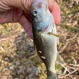 ラージマウスバス