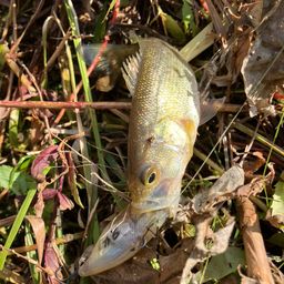 ラージマウスバス