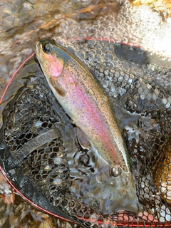 レインボートラウトの釣果