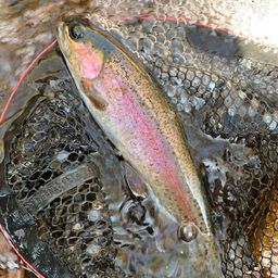 レインボートラウト