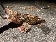 オニカサゴの釣果
