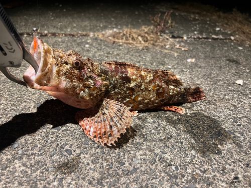 オニカサゴの釣果