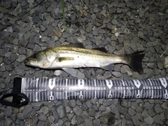 セイゴ（マルスズキ）の釣果