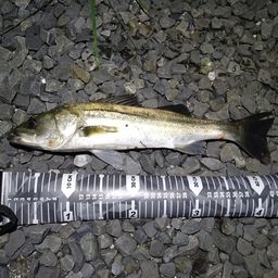 セイゴ（マルスズキ）