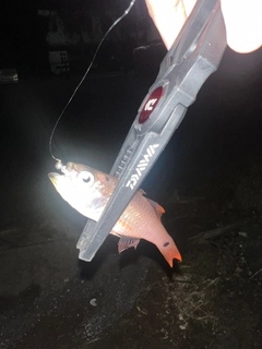 ネンブツダイの釣果