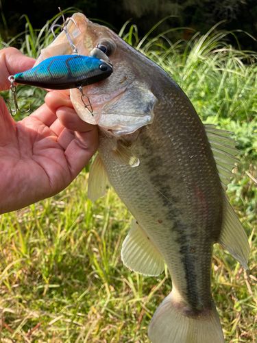 ラージマウスバスの釣果