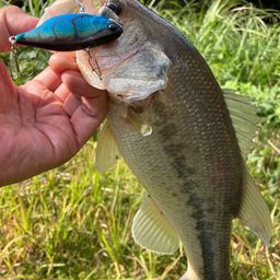 ラージマウスバス