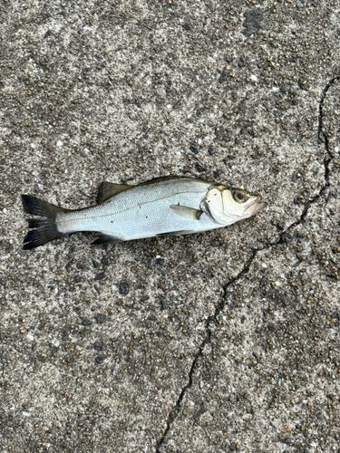 セイゴ（ヒラスズキ）の釣果