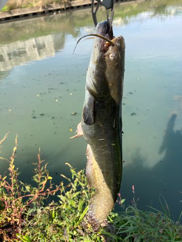 ナマズの釣果